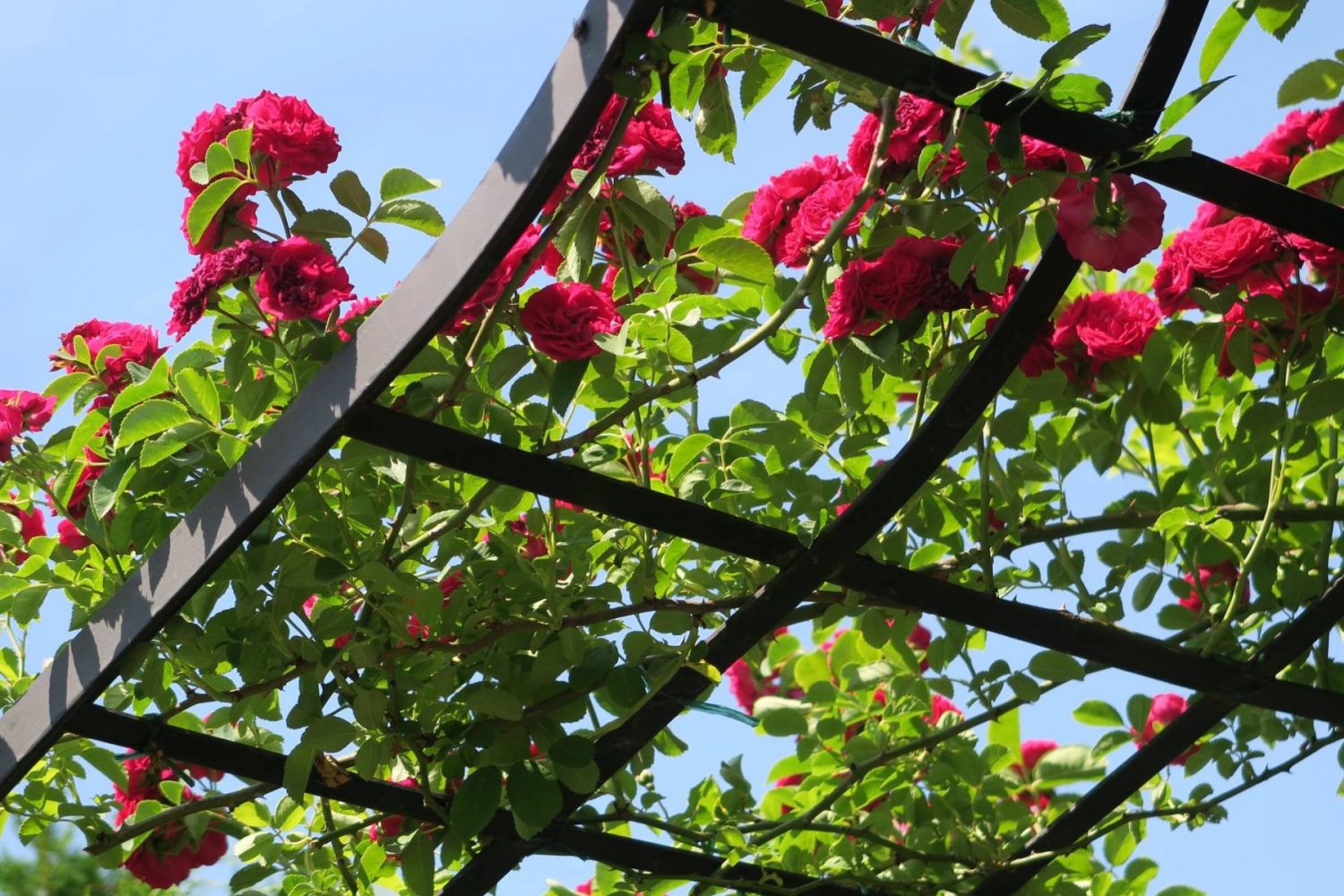 classic-garden-elements-viktorianische-rosenlaube-metall-schwarz-pergola image 3