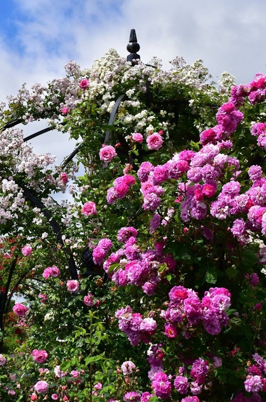 classic-garden-elements-peter-beales-rosenpavillon-metall-schwarz-kuppel image 2