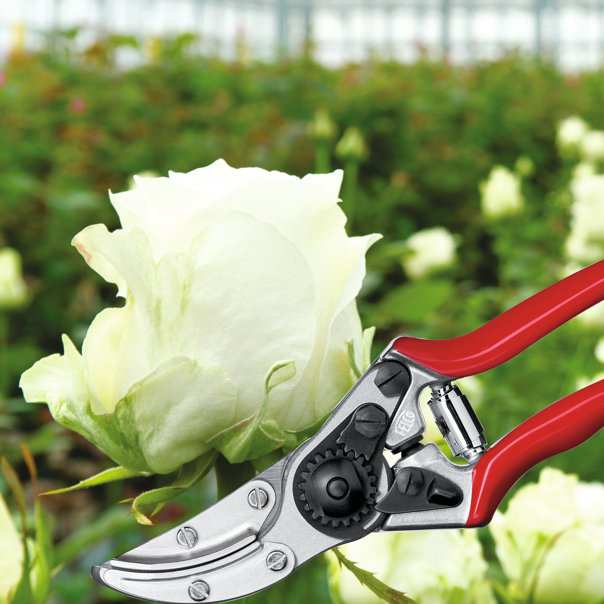 felco-100-blumenpfl-ckschere-rosenschere-rechtsh-nder image 2