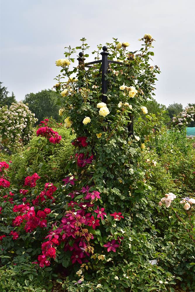 classic-garden-elements-eltville-rankobelisk-schwarz-250-cm image 4