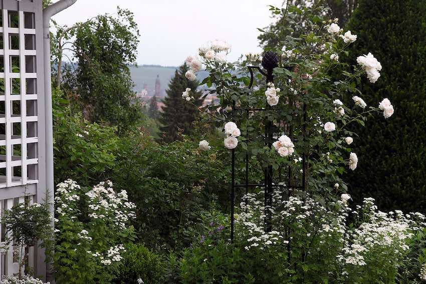 classic-garden-elements-rosenobelisk-ii-rankhilfe-wei-210cm image 7