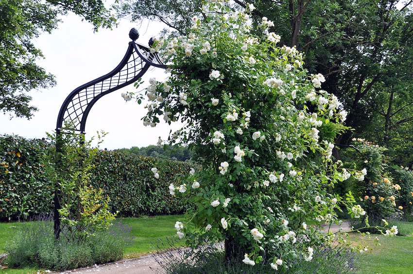 classic-garden-elements-brighton-rosenbogen-wei-172-cm image 8