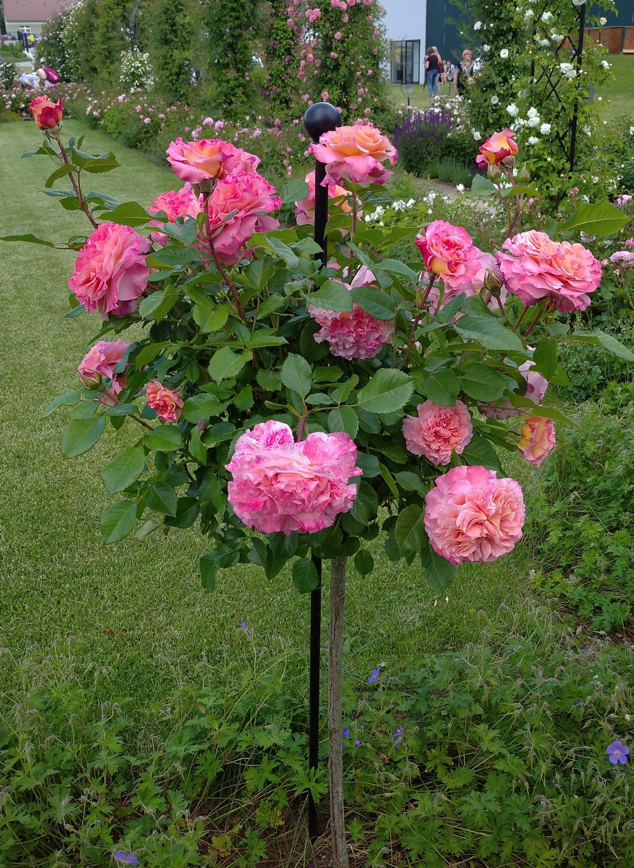 classic-garden-elements-jules-gravereaux-rosenst-be-paar-schwarz-2-st-ck image 5