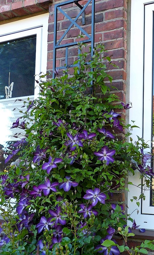 classic-garden-elements-schmales-spalier-schwarz-doppelpack-metall image 6