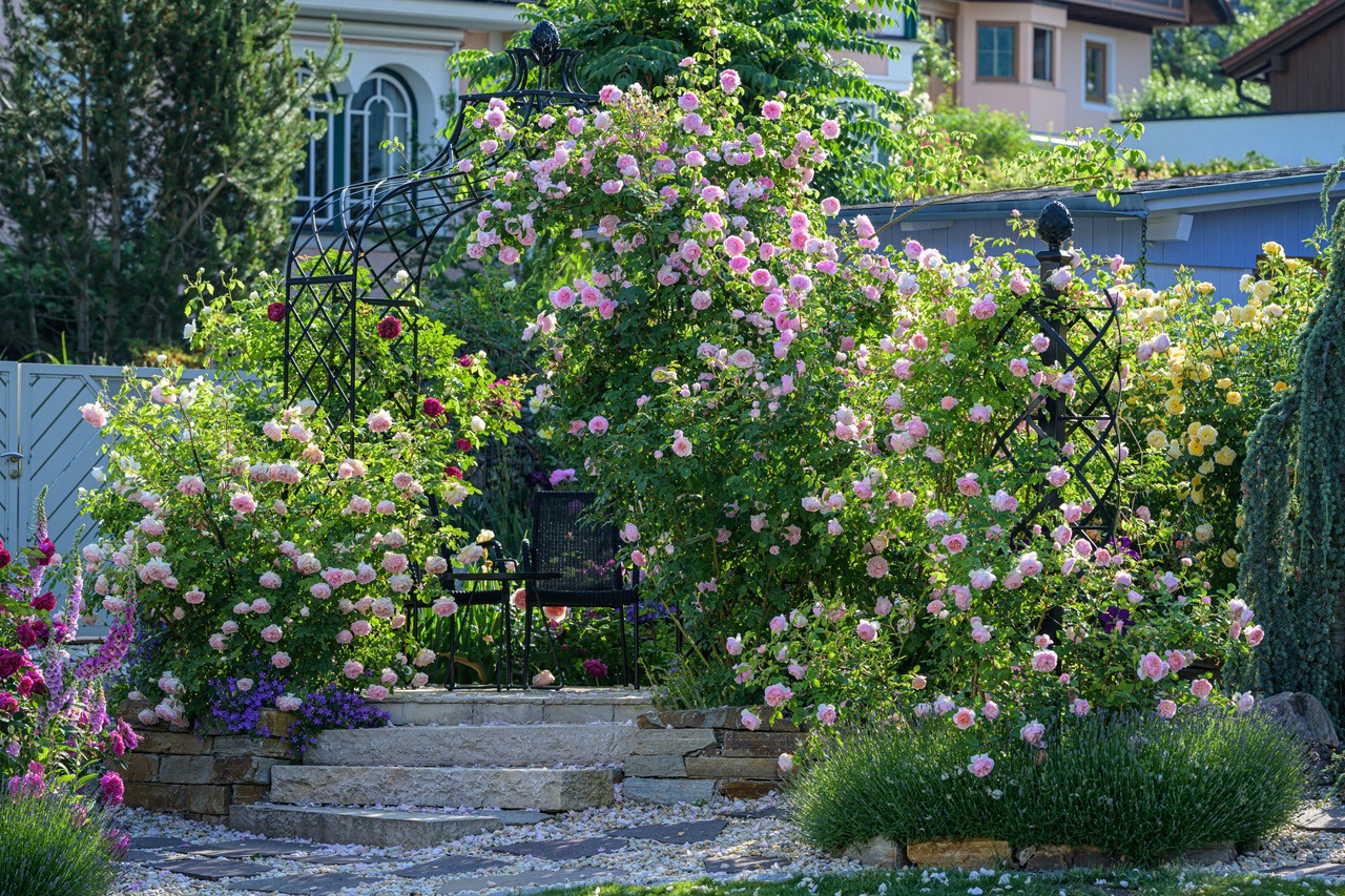 classic-garden-elements-kiftsgate-rosenpavillon-metall-rund-250-cm image 3