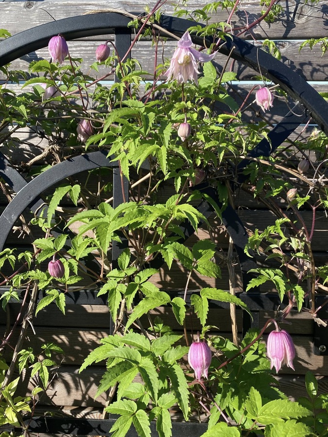 classic-garden-elements-clematis-spalier-wand-rankgitter-173cm-schwarz image 3