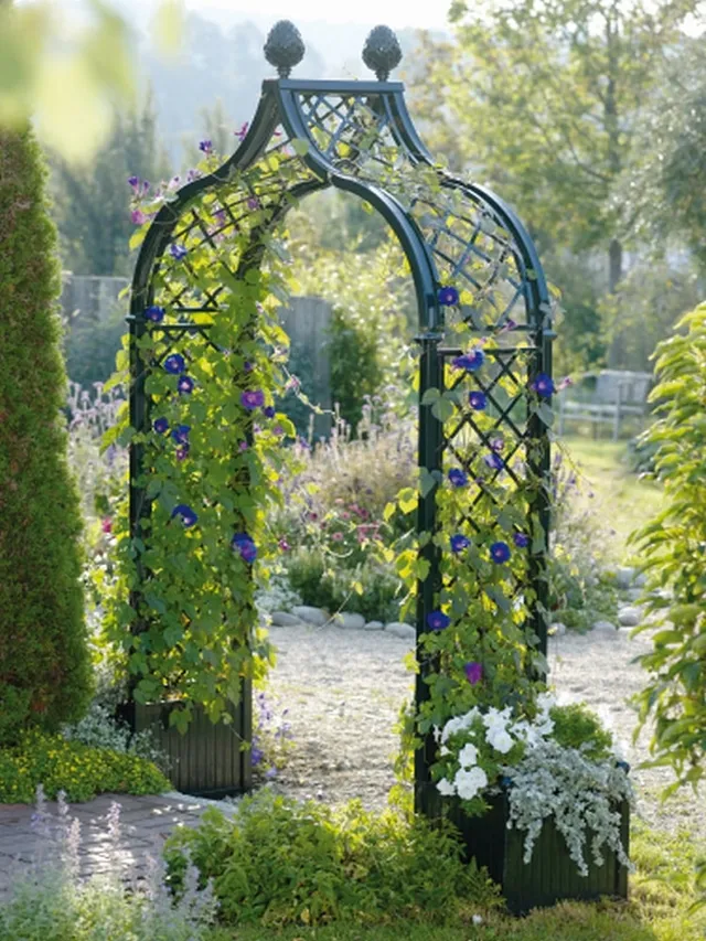 classic-garden-elements-brighton-rosenbogen-mit-versailler-k-beln image 1