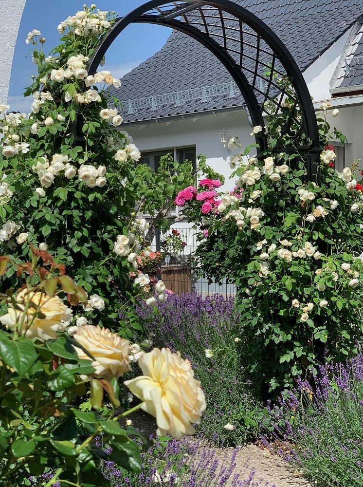 classic-garden-elements-portofino-rosenbogen-metall-152-cm image 2