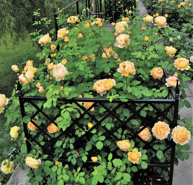 classic-garden-elements-z-rich-beeteinfassung-metall-schwarz-100-cm image 1
