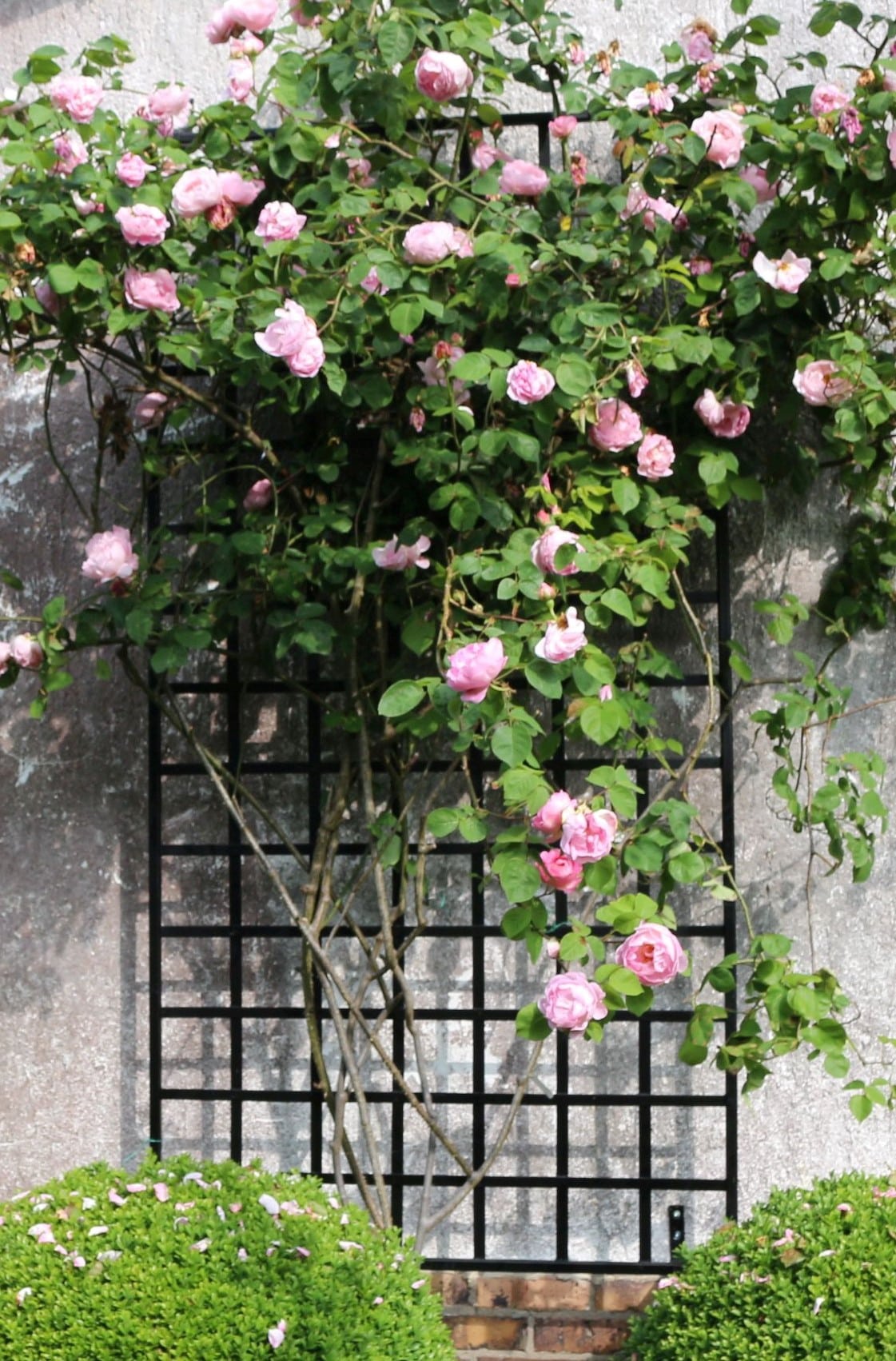 classic-garden-elements-bauhaus-rankgitter-metall-schwarz image 1