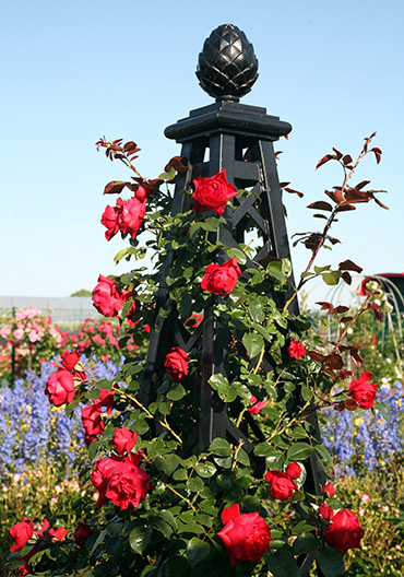 classic-garden-elements-malmaison-rosenpyramide-rankobelisk-metall image 4