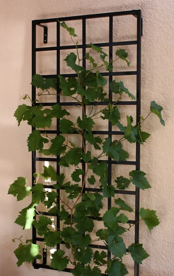 classic-garden-elements-bauhaus-kleines-rankgitter-metall-schwarz-155x70 image 1