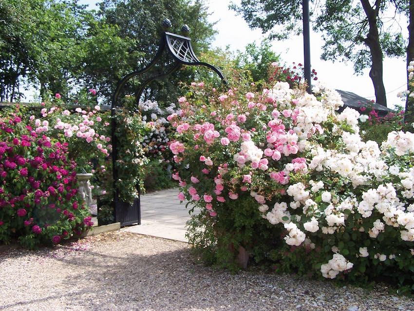classic-garden-elements-brighton-rosenbogen-mit-versailler-k-beln image 2