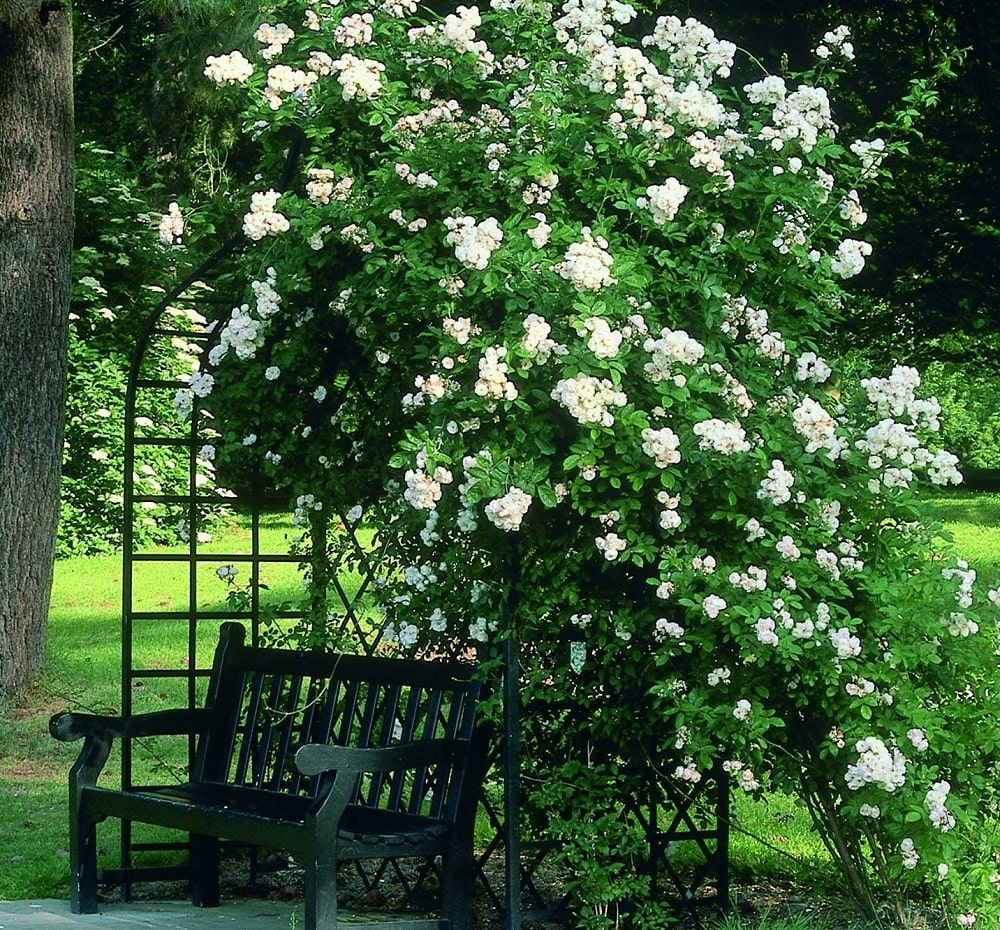 classic-garden-elements-viktorianische-rosenlaube-metall-schwarz-pergola image 4