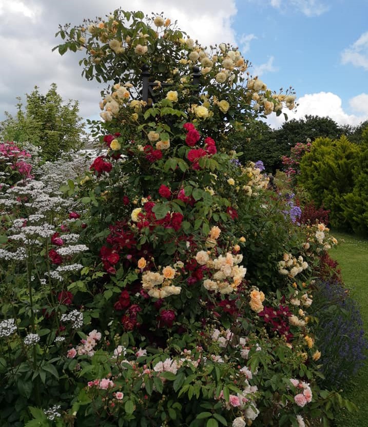 classic-garden-elements-eltville-rankobelisk-schwarz-250-cm image 7