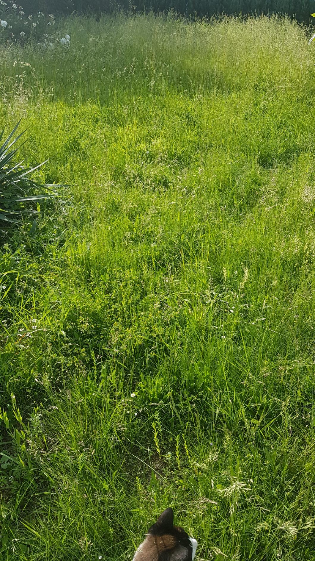 Blüht schön bunt