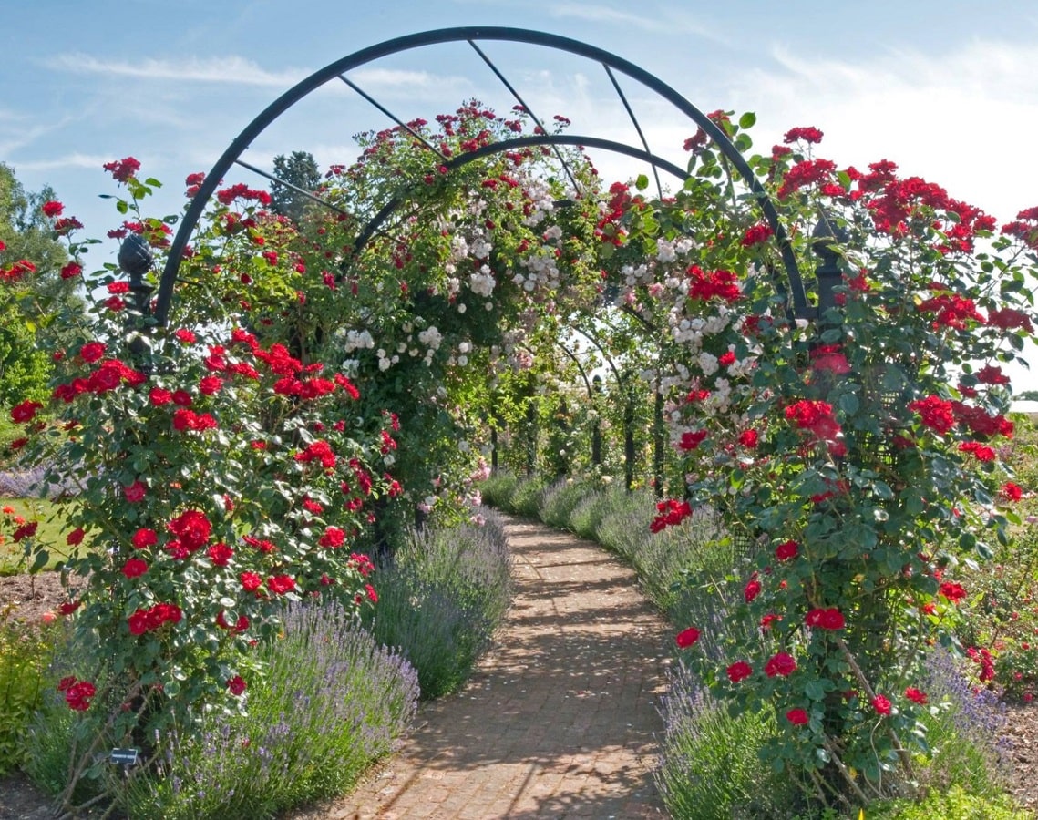 classic-garden-elements-st-albans-laubengang-metall-schwarz image 6