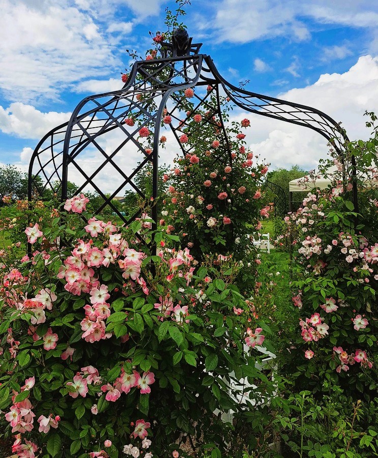 classic-garden-elements-kiftsgate-rosenpavillon-metall-rund-250-cm image 1