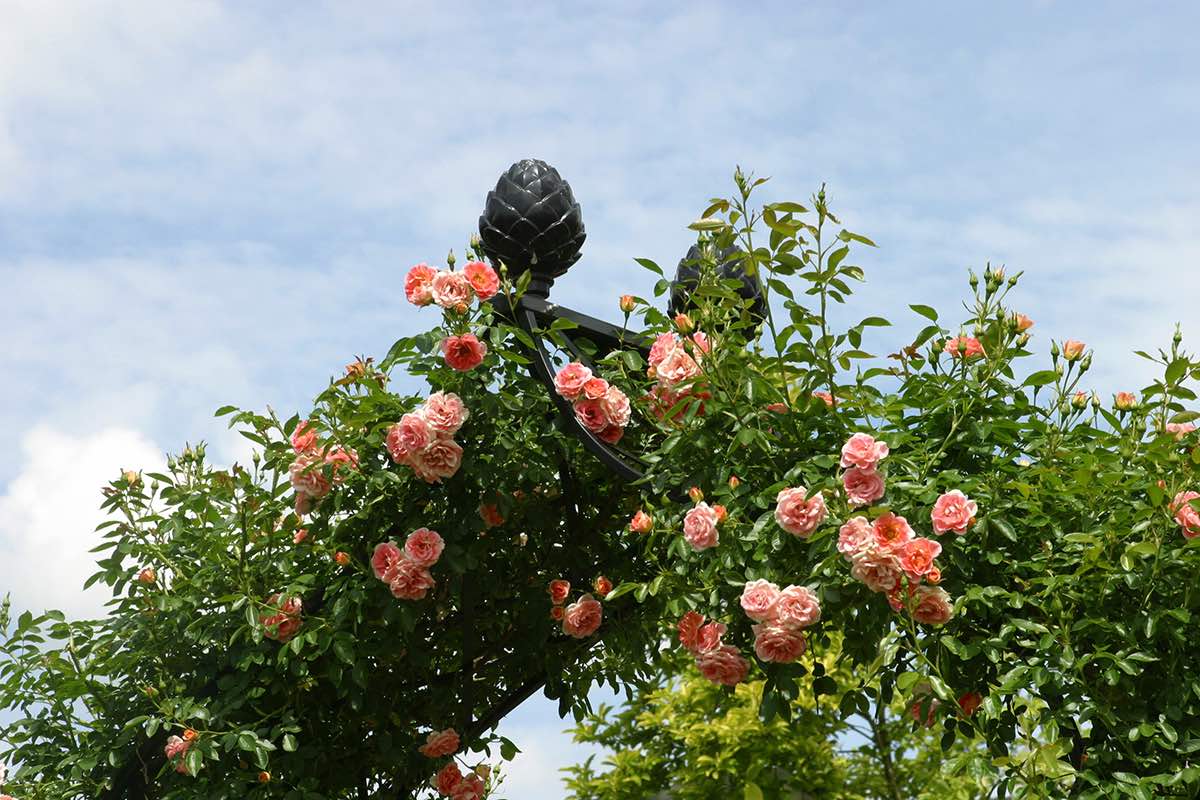 classic-garden-elements-kiftsgate-rosenbogen-metall-schwarz image 8