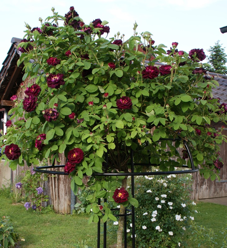 classic-garden-elements-giverny-rosenschirm-schwarz-geschlossen image 6