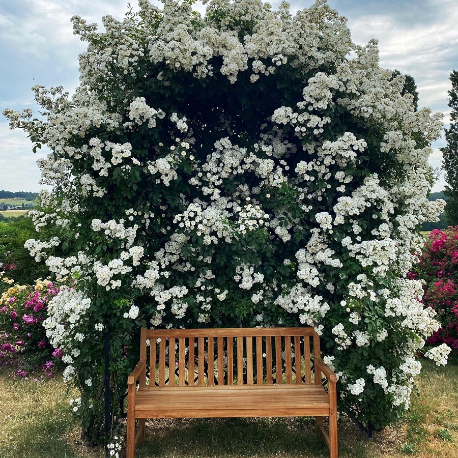 classic-garden-elements-villandry-rosenlaube-metall-280-cm-schwarz image 7