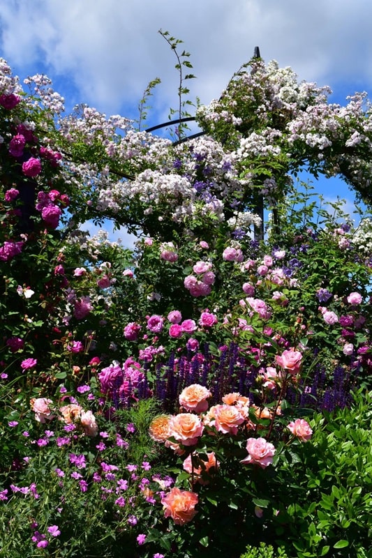 classic-garden-elements-peter-beales-rosenpavillon-metall-schwarz-kuppel image 4