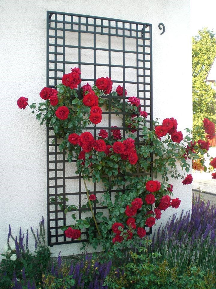 classic-garden-elements-wandspalier-metall-200x100-schwarz image 3