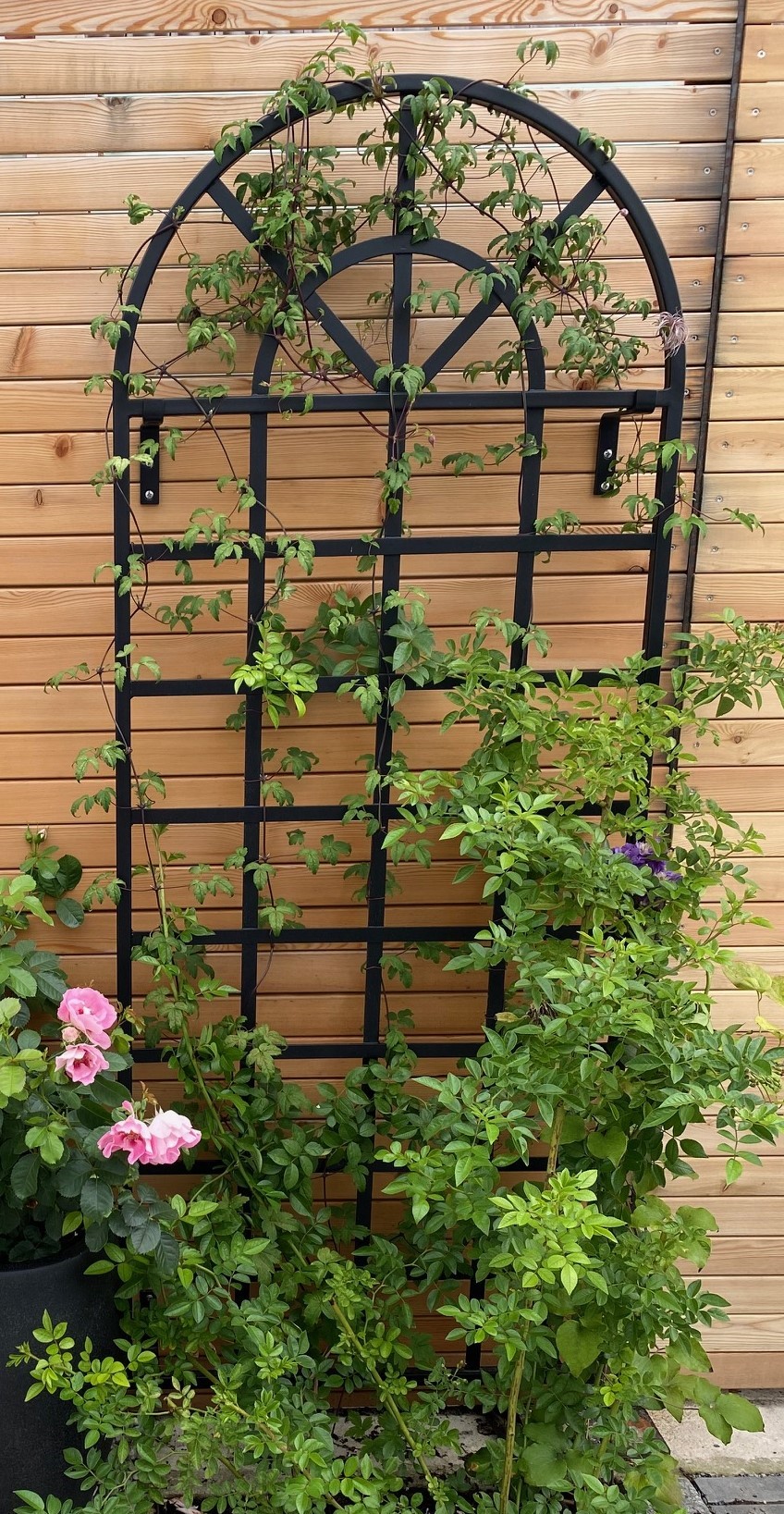 classic-garden-elements-clematis-spalier-wand-rankgitter-173cm-schwarz image 1
