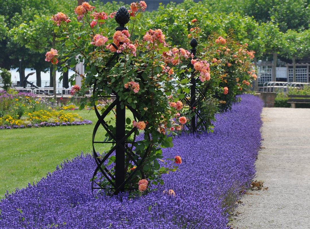 classic-garden-elements-charleston-rosens-ule-schwarz-230cm image 7
