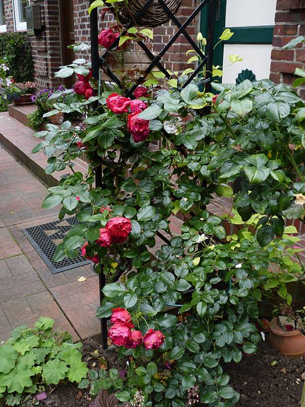 classic-garden-elements-beekman-rankhilfe-freistehend-schwarz-198-cm image 8