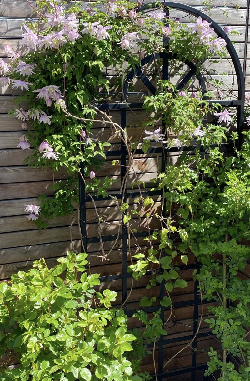 classic-garden-elements-clematis-spalier-wand-rankgitter-173cm-schwarz image 2