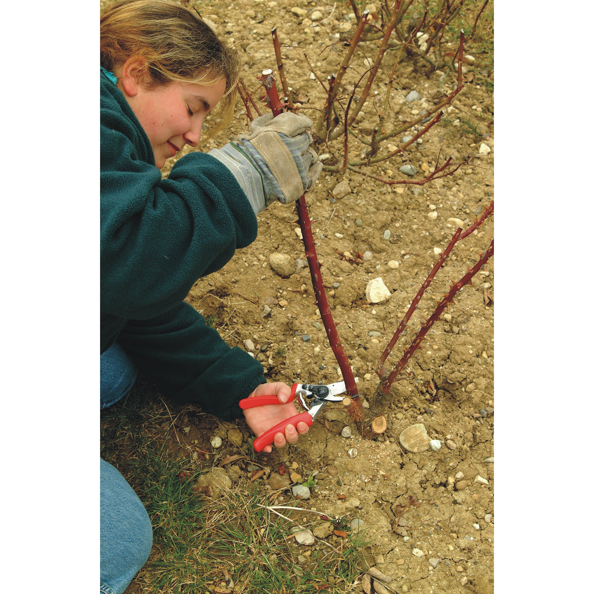 felco-10-linksh-nder-gartenschere-einhandschere-rollgriff image 3