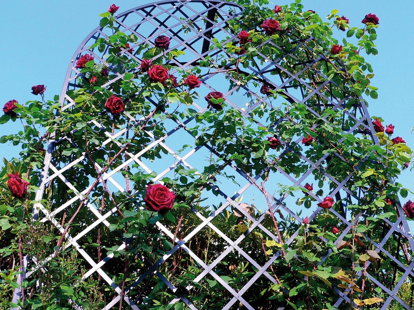 classic-garden-elements-villandry-rosenlaube-metall-280-cm-schwarz image 3