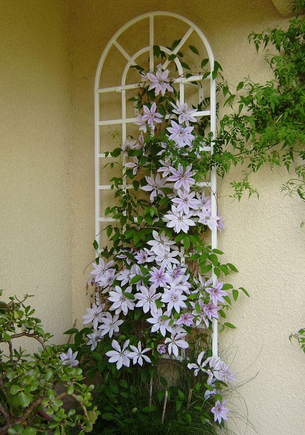 classic-garden-elements-clematis-spalier-wei-173-cm-ral-9016 image 2